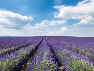 Gordijnen lavender field in provence france © PTK