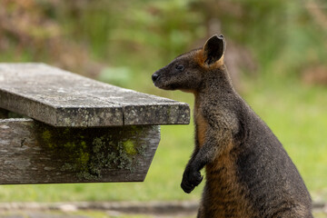 A Swamp wallaby (Wallabia bicolor) near a wooden picnic table in country Victoria looking for food.