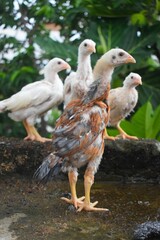 A group of young poultry, featuring a prominent brown and white chick with developing feathers, stands outdoors near water. These birds showcase various stages of growth.