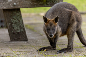 A Swamp wallaby (Wallabia bicolor) near a wooden picnic table in country Victoria looking for food.