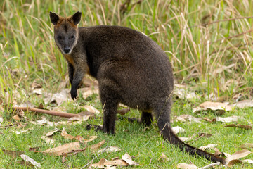 A Swamp wallaby (Wallabia bicolor) in country Victoria, Australia.