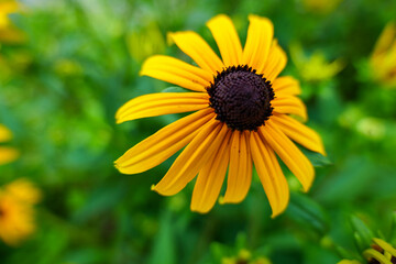 初夏の花壇に咲く鮮やかな黄色の花ルドベキア