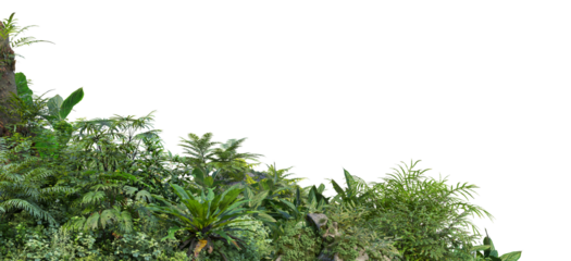 3D render foreground of various green leaf plants on a transparent background.	