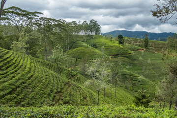 View of the beautiful Derryclare Tea Estate along the Pekoe Trail, Kotagala, Sri Lanka