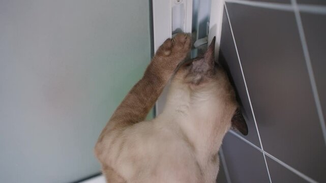 Cross-Eyed Siamese Cat Curiously Opening Sliding Door of Cabinet and Trying to Climb Inside Captured from Behind at Close Range Indoors
