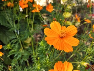 Beautiful orange cosmos flowers (Cosmos sulphureus) blossom in outdoor garden in summer 
