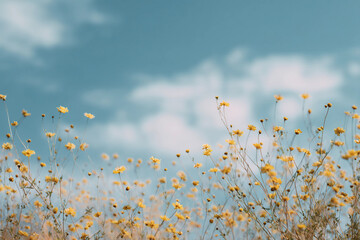 A field of yellow flowers with a blue sky in the background