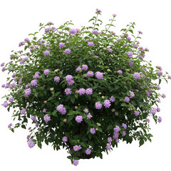 Lantana bush with purple flowers isolated on transparent background