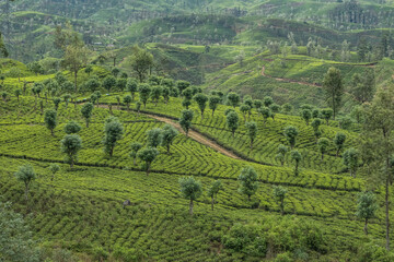 Obraz premium Tea estates in the beauttiful Maskeliya Valley, Pekoe Trail, Maskeliya, Sri Lanka