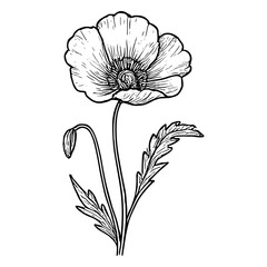 Poppy Flower 15