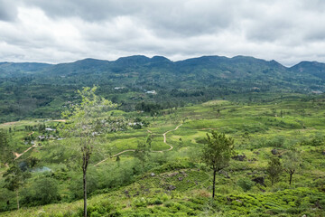 Tamil tea pickers at the St. Catherine's tea estate, Pekoe Trail, Ella, Sri Lanka