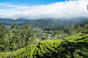 Climbing above the beautiful Dayagama Valley on the Pekoe Trail, Dayagama, Sri Lanka