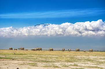 Beautiful Kilimanjaro mountain and elephants, Kenya, Amboseli national park, Africa