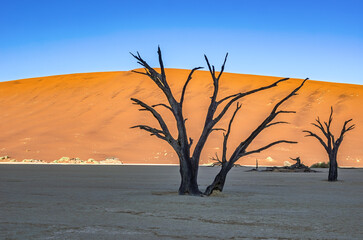Dead acacia tree and famous nature landscape of Dead Vlei in orange sand dunes of Namib desert, Namibia, South Africa