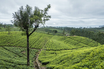 Beautiful tea estate along the Pekoe Trail, St. Catherine's Seat, Sri Lanka