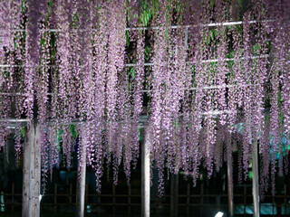 Illuminated pink wisteria trellis