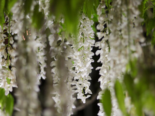Illuminated white wisteria flowers