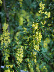 Illuminated yellow wisteria flowers
