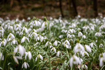 Fototapeta premium Schneeglöckchen im Frühling 
