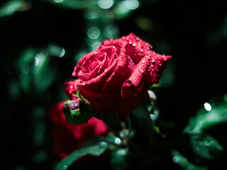 red rose with water drops in night