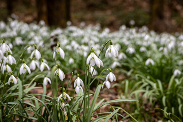 Obraz premium Schneeglöckchen im Frühling 