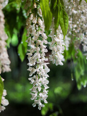 Illuminated white wisteria flowers