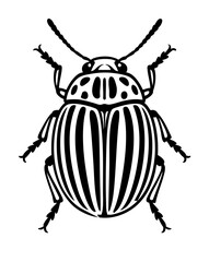 Potato Beetles Order Coleoptera