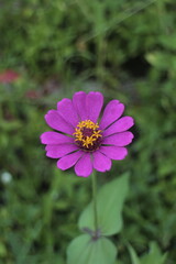 Obraz premium background of purple zinnia flowers
