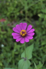 Obraz premium purple zinnia flower