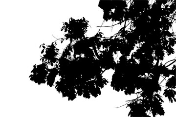 Illustration, silhouette of oak branch on transparent background