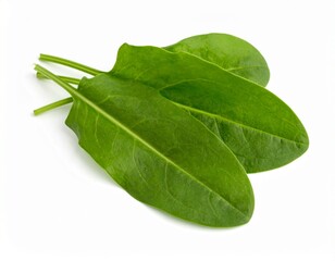 Sorrel leaves isolated on white background