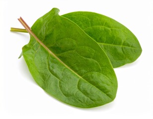 Sorrel leaves isolated on white background