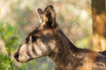Fototapeta premium Eastern Grey Kangaroo side on