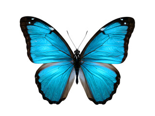 Blue butterfly isolated on transparent background Generative Ai.
