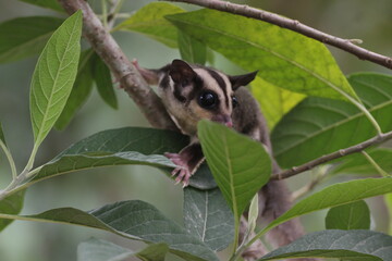 sugar glider, squirrel, flying squirrel, photo of a sugar glider happily perching on a tree