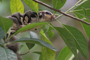 sugar glider, squirrel, flying squirrel, photo of a sugar glider happily perching on a tree
