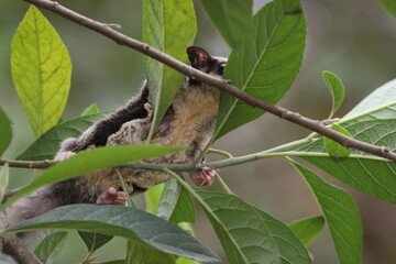 sugar glider, squirrel, flying squirrel, photo of a sugar glider happily perching on a tree