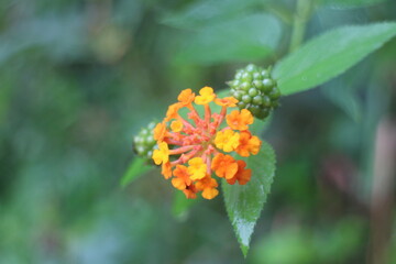 orange flower in the garden