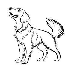 Golden Retriever  Dogs line art  Vector on white background
