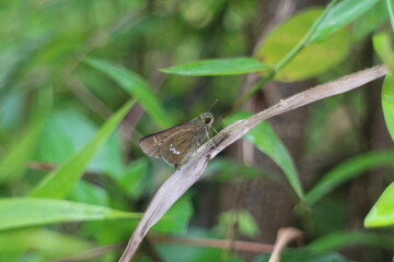 brown butterfly in the meadow
