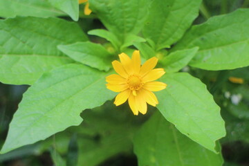 yellow flower with green leaves