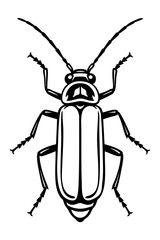 Soldier Beetles Order Coleoptera