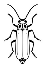 Soldier Beetles Order Coleoptera