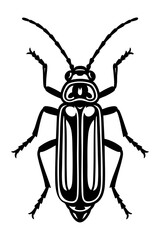 Soldier Beetles Order Coleoptera