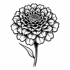 Merigold flower vector line art