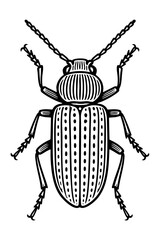 Wood-Boring Beetles Order Coleoptera