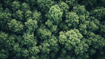 Naklejka premium An aerial shot shows dense green tree tops, a forest canopy view. Use this for nature, conservation, or environmental themed designs.