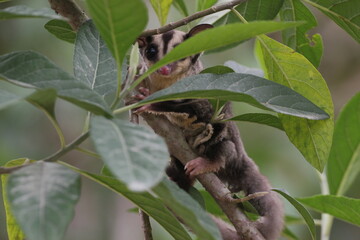 sugar glider, squirrel, flying squirrel, photo of a sugar glider happily perching on a tree