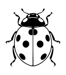 Fototapeta premium Ladybug Beetles Order Coleoptera