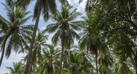 Naklejka premium Lush Tropical Palm Tree Grove Under a Bright Sky
